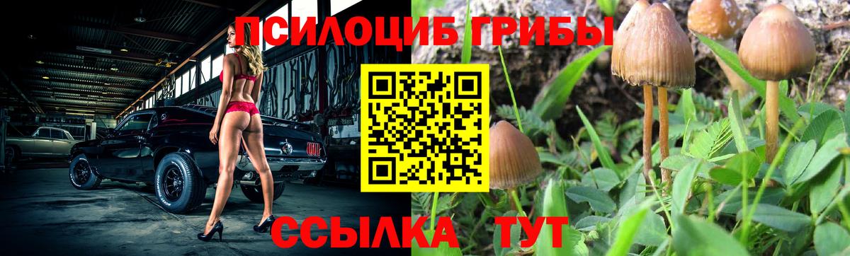 Краснознаменск  Псилоцибиновые грибы MAGIC MUSHROOMS  Вход с VPN  Псилоцибиновые грибы Psilocybine cubensis 